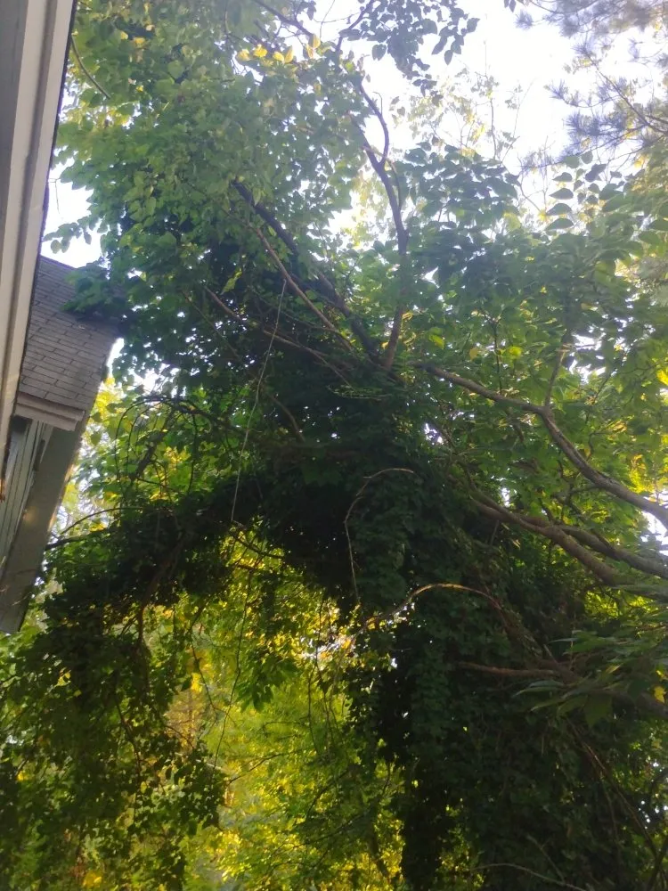 Custom yard maintenance experts serving Spartanburg, SC - A&R Top Branch Solutions