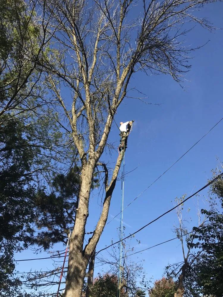 Expert yard cleanup service in Kankakee, IL - A&R Tree and Demolition Service