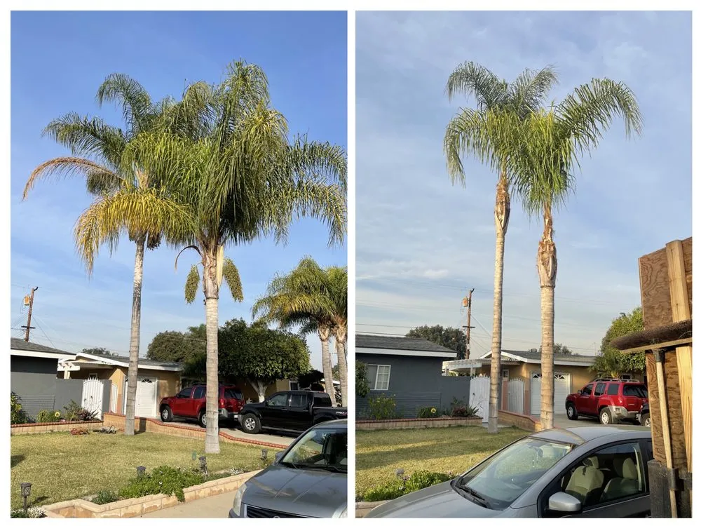 Affordable yard maintenance with custom design across Anaheim, CA - AR Tree Service & Landscape