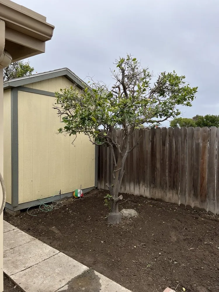 Affordable residential landscaping experts serving Anaheim, CA - AR Tree Service & Landscape
