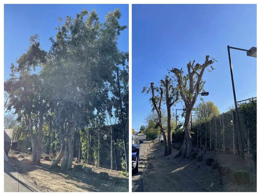 Expert residential landscaping for residential properties in Anaheim, CA by AR Tree Service & Landscape