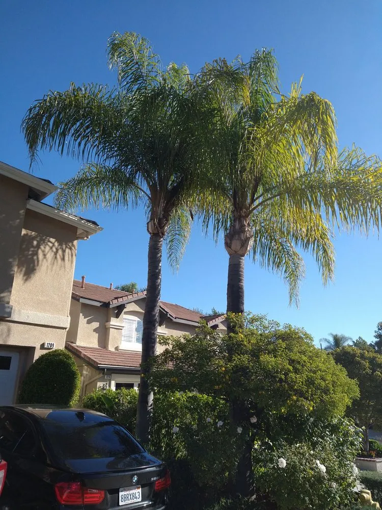 Local lawn care service experts serving Anaheim, CA - AR Tree Service & Landscape