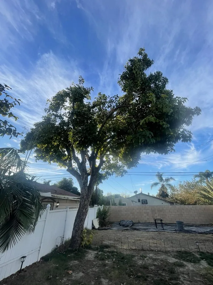 Trusted lawn mowing service near you in Anaheim, CA by AR Tree Service & Landscape