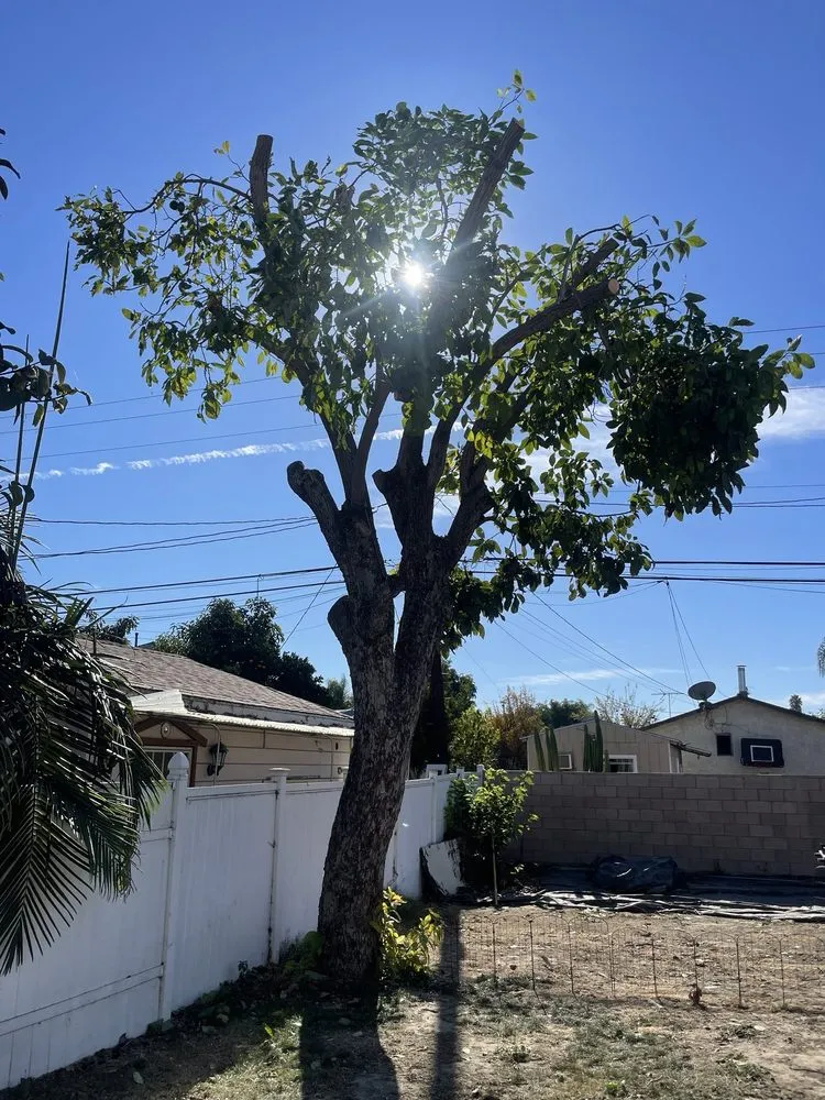 Custom residential landscaping experts serving Anaheim, CA - AR Tree Service & Landscape