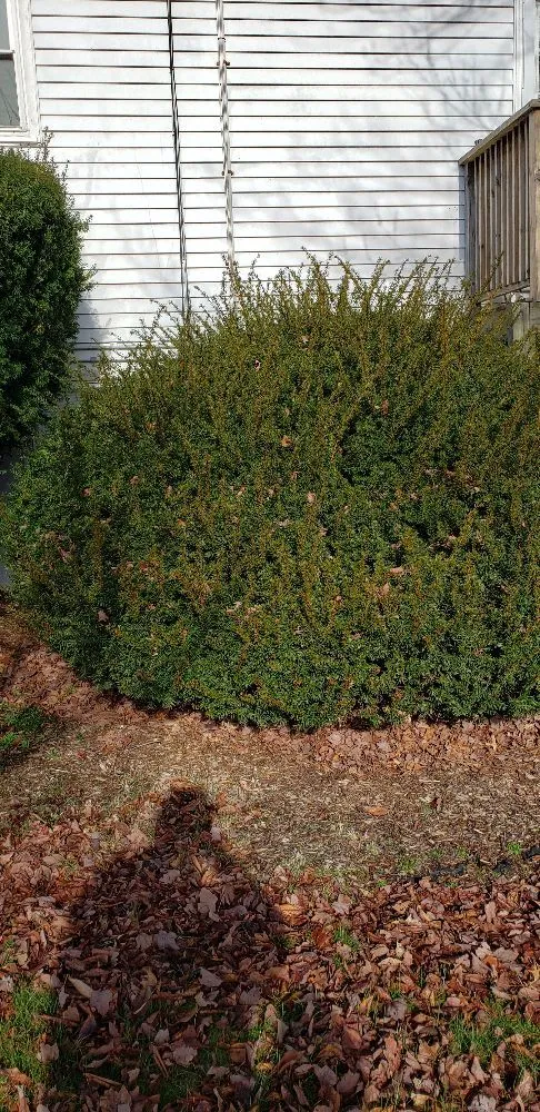 Trusted landscaping services for homes across East Haddam, CT - ARA Property Care