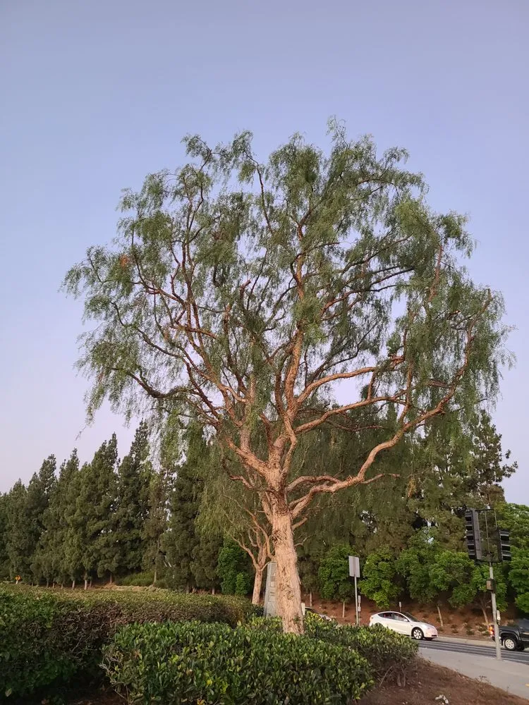 Trusted lawn mowing service near you across Laguna Hills, CA - Aragon's Tree Care