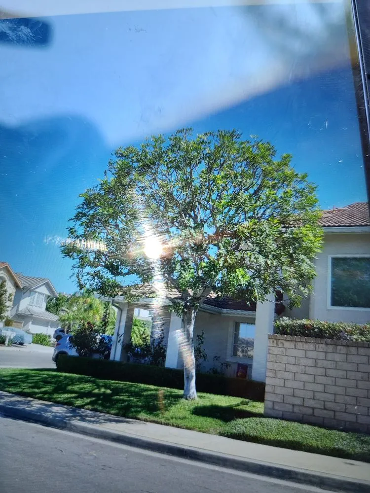 Professional landscape design for beautiful yards across Laguna Hills, CA - Aragon's Tree Care