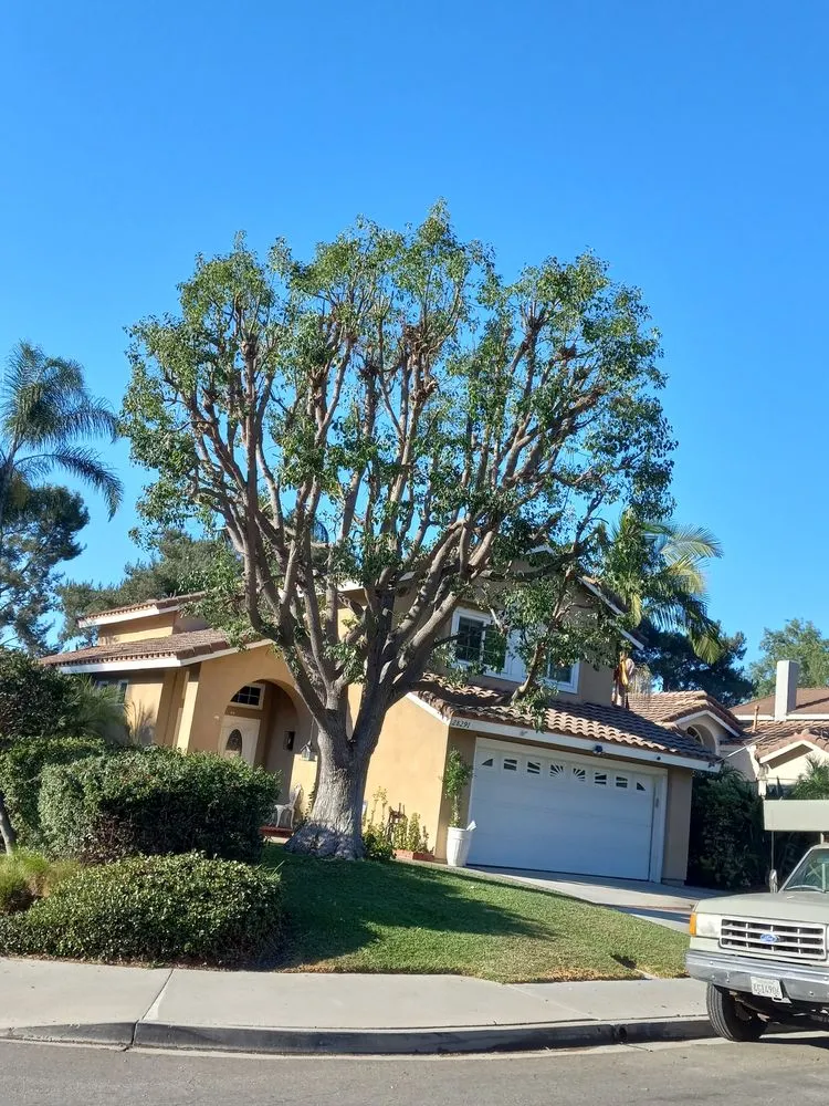 Affordable lawn care service in Laguna Hills, CA - Aragon's Tree Care