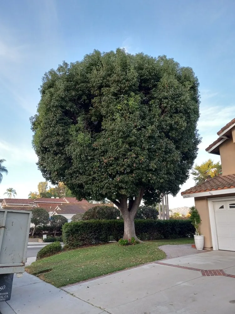 Top-rated residential landscaping experts serving Laguna Hills, CA - Aragon's Tree Care