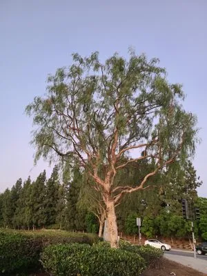 Aragon's Tree Care Logo