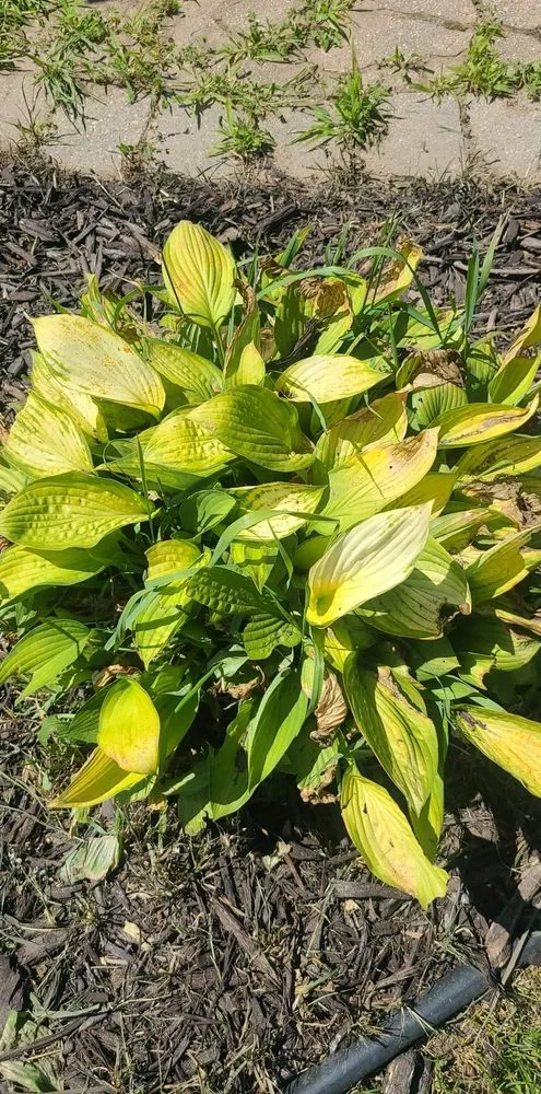 Expert lawn mowing service for homes across Beloit, WI - Aragonz Snow & Mow Services