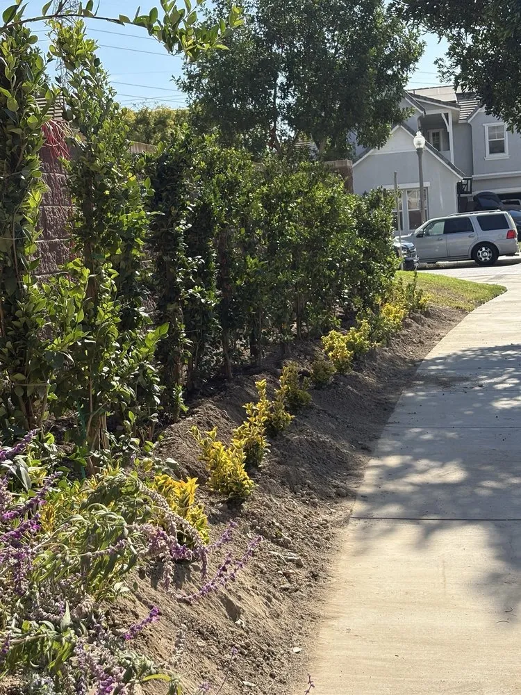 Reliable lawn care service in Pomona, CA by Aran Arbor and Landscape Care