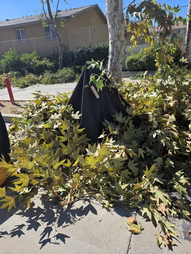Top-rated yard cleanup service for outdoor upgrades in Simi Valley, CA by Arana's Landscape
