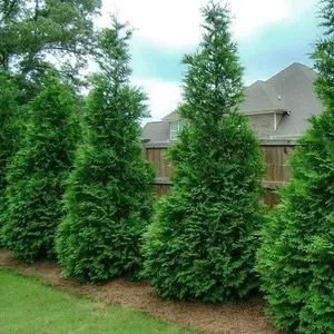 Arbo and Landscaping Logo