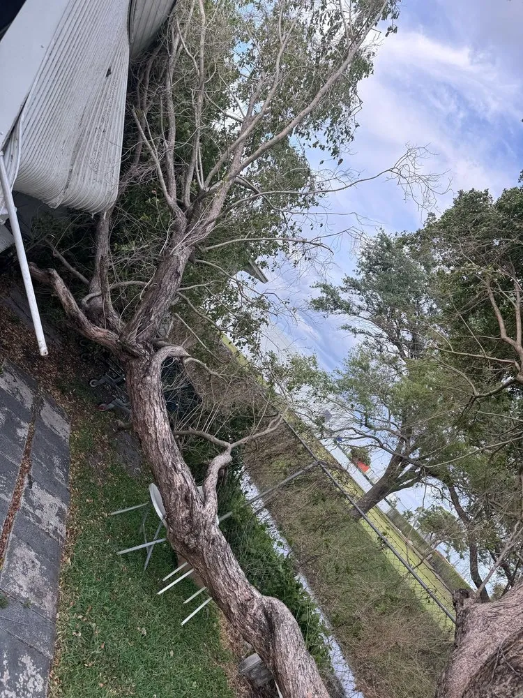 Affordable landscaping services experts serving West Palm Beach, FL - Arbol Pro Services