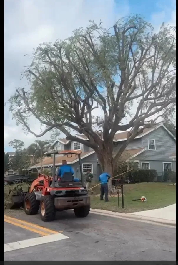 Professional landscaping services in West Palm Beach, FL - Arbol Pro Services