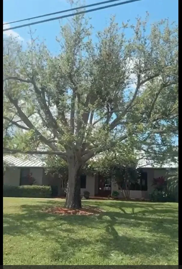 Affordable landscape installation experts serving West Palm Beach, FL - Arbol Pro Services