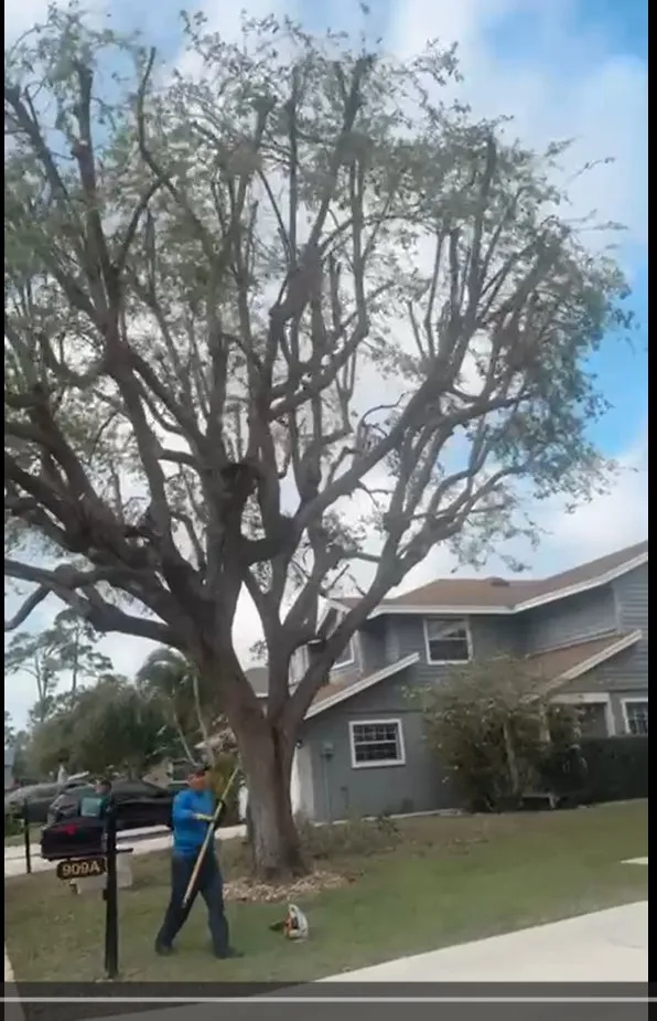 Local landscape installation experts serving West Palm Beach, FL - Arbol Pro Services