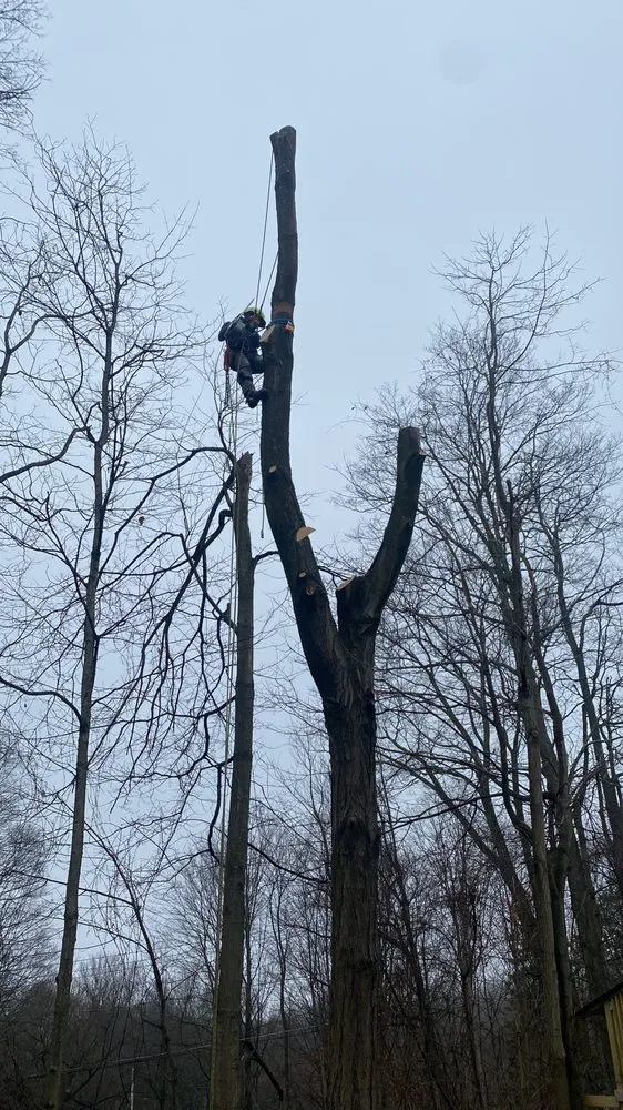 Local yard cleanup service in Chappaqua, NY by Arboland