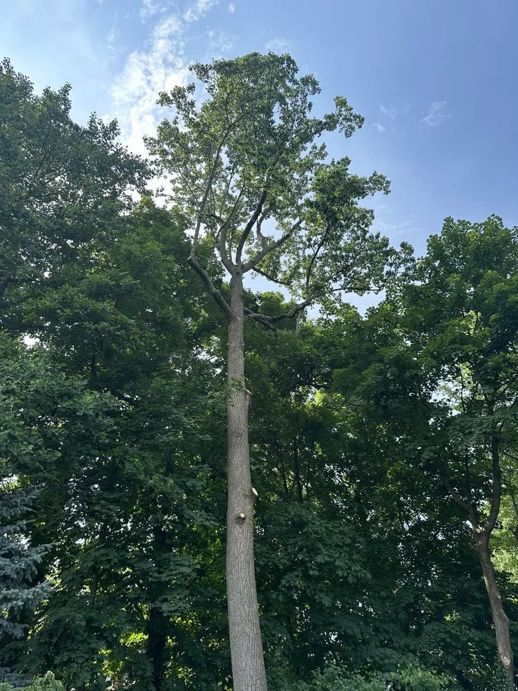 Custom outdoor landscaping experts serving Chappaqua, NY - Arboland