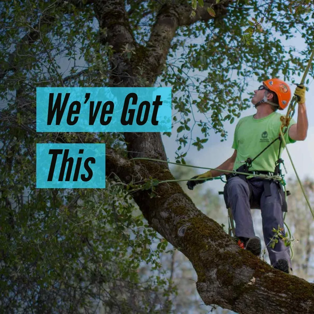 Affordable yard cleanup service in Chico, CA by Arbor & Earth