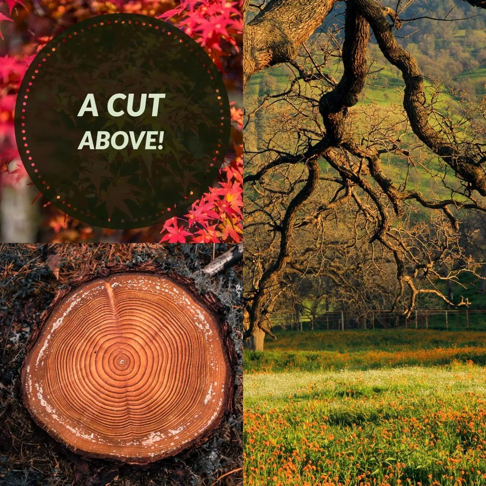 Expert yard cleanup service experts serving Chico, CA - Arbor & Earth