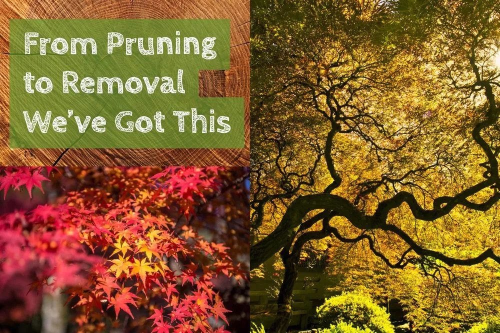 Top-rated yard cleanup service experts serving Chico, CA - Arbor & Earth