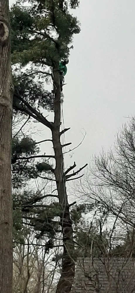 Expert lawn care service in Clinton, MO by Arbor Accents