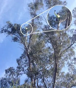 Custom lawn mowing service in Oceanside, CA - Arbor Age Tree Services