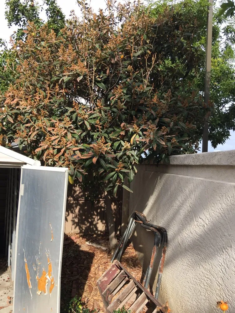 Affordable yard cleanup service in Oceanside, CA - Arbor Age Tree Services