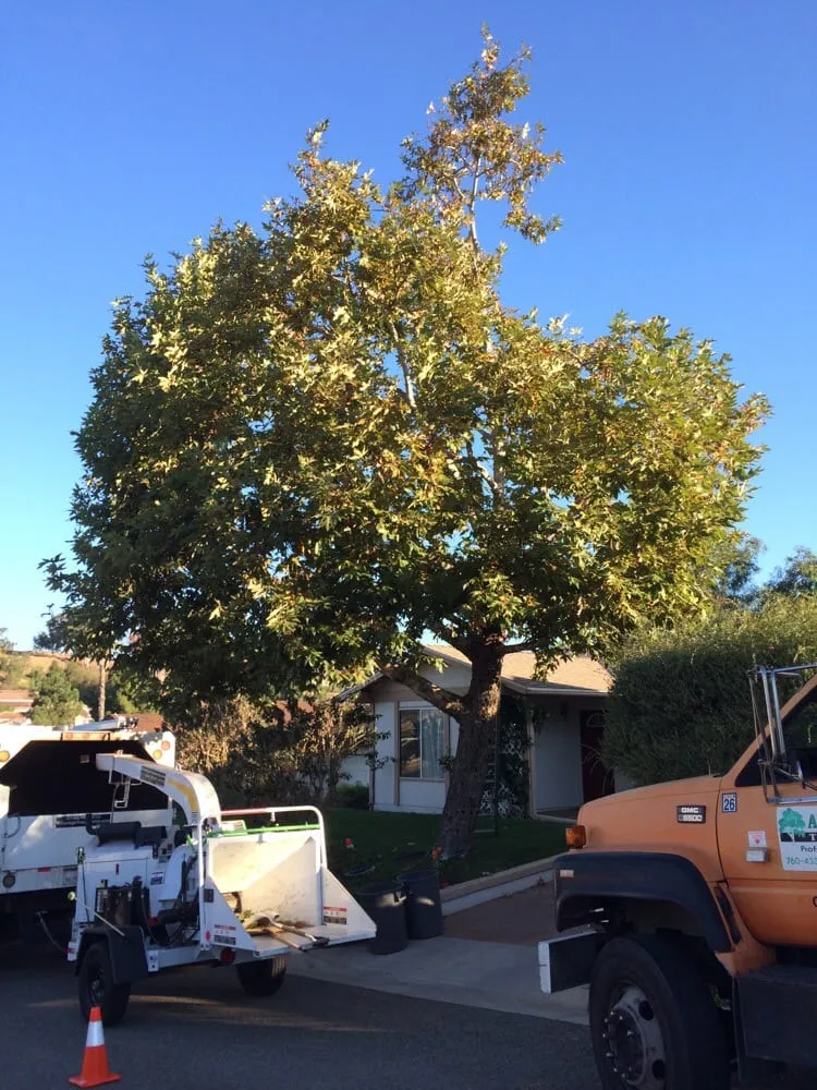 Reliable yard maintenance in Oceanside, CA by Arbor Age Tree Services