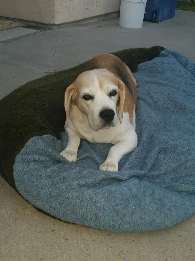 Expert landscape installation with custom design across Oceanside, CA - Arbor Age Tree Services