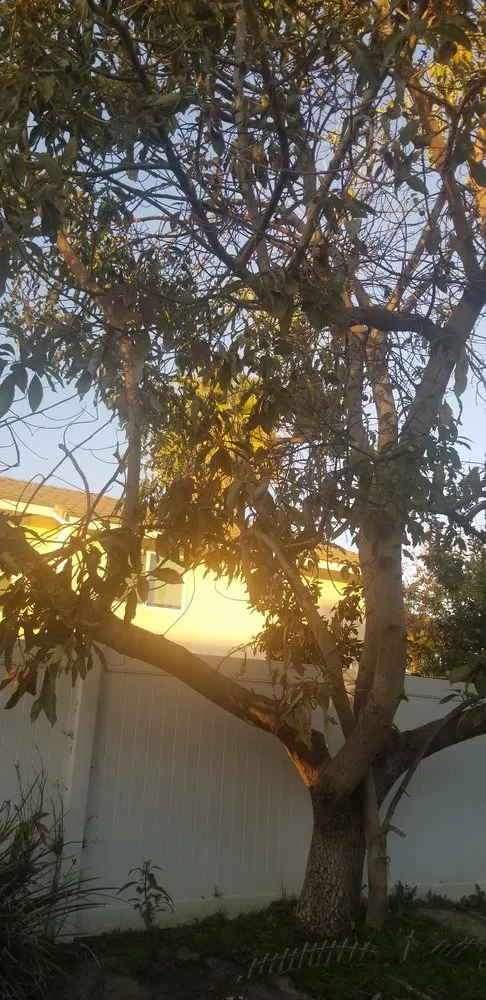 Professional landscaping services in Oceanside, CA by Arbor Age Tree Services