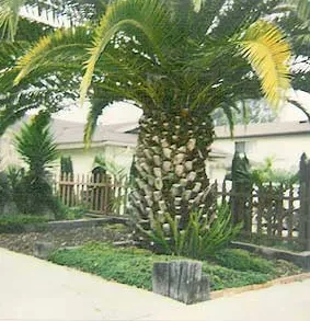 Trusted landscape installation experts serving Oceanside, CA - Arbor Age Tree Services