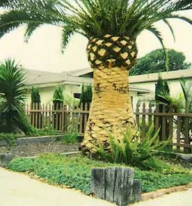 Reliable garden landscaping in Oceanside, CA by Arbor Age Tree Services