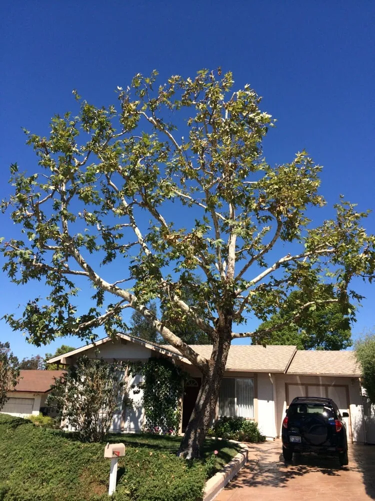 Local garden landscaping in Oceanside, CA - Arbor Age Tree Services