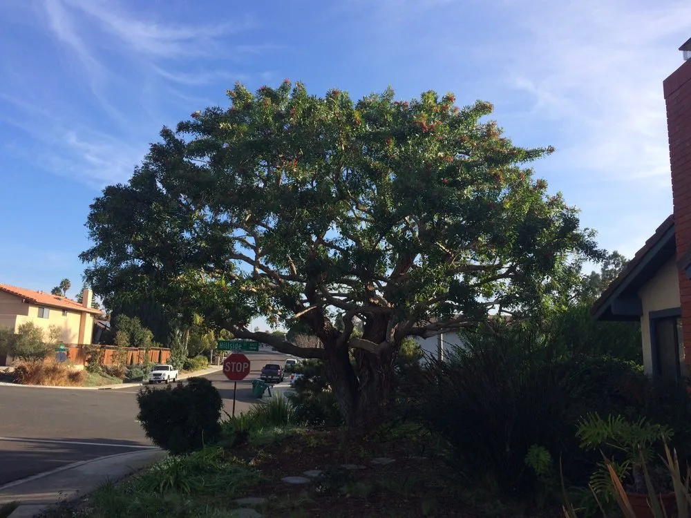 Top-rated lawn care service in Oceanside, CA - Arbor Age Tree Services