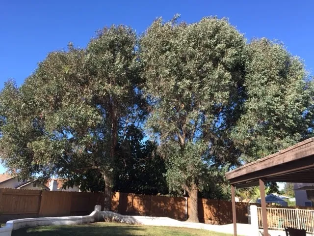 Custom landscape installation in Oceanside, CA - Arbor Age Tree Services