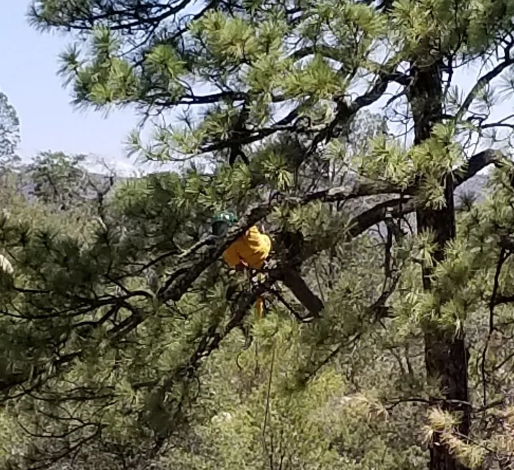 Affordable landscape design experts serving Skull Valley, AZ - Arbor Art