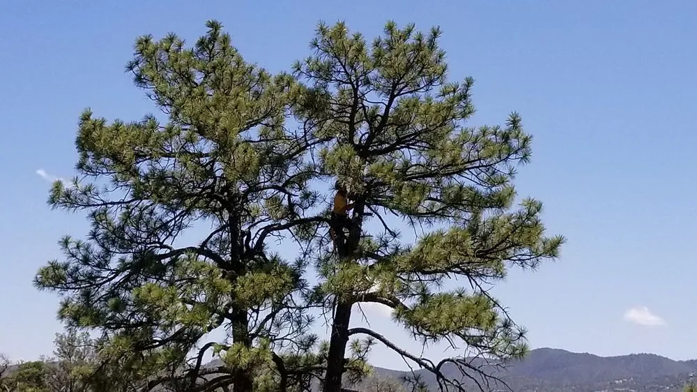 Local yard maintenance in Skull Valley, AZ by Arbor Art