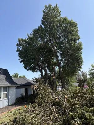 Arbor Bros Tree Care and Landscaping