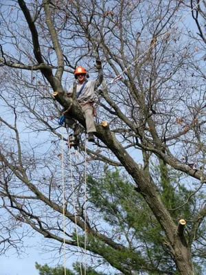 Arbor Care Enterprises