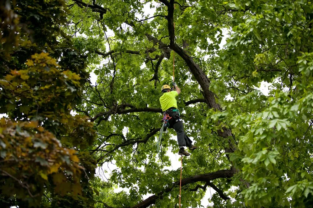 Trusted residential landscaping for outdoor upgrades across Appleton, WI - Arbor Care Of The Fox Valley