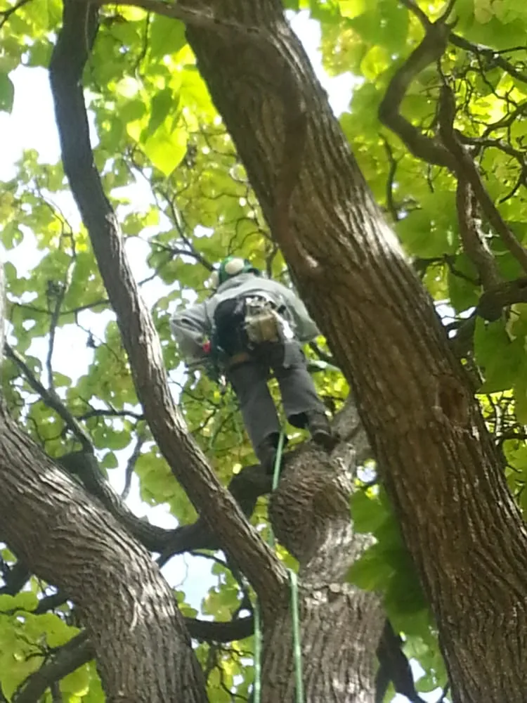 Professional yard maintenance for homes in Appleton, WI by Arbor Care Of The Fox Valley