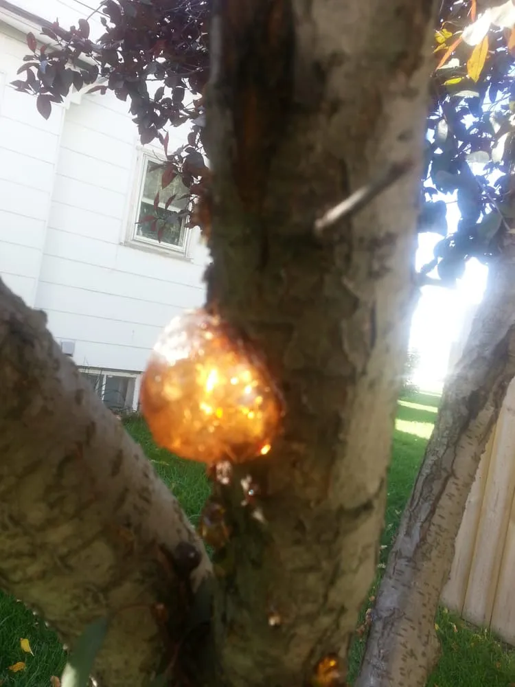 Custom yard maintenance in Appleton, WI - Arbor Care Of The Fox Valley