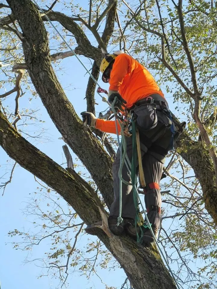 Top-rated landscaping services experts serving Appleton, WI - Arbor Care Of The Fox Valley