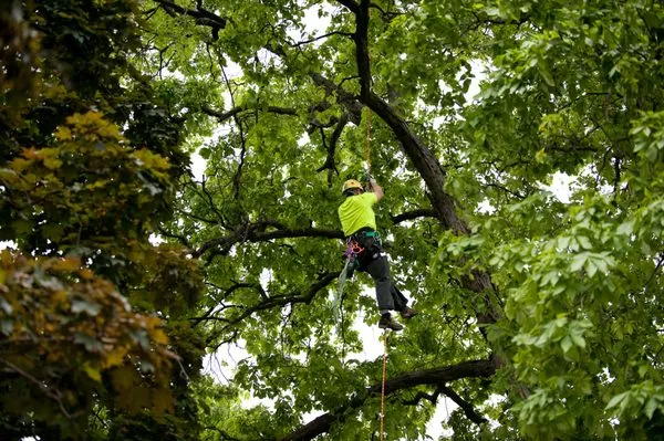 Arbor Care Of The Fox Valley Logo