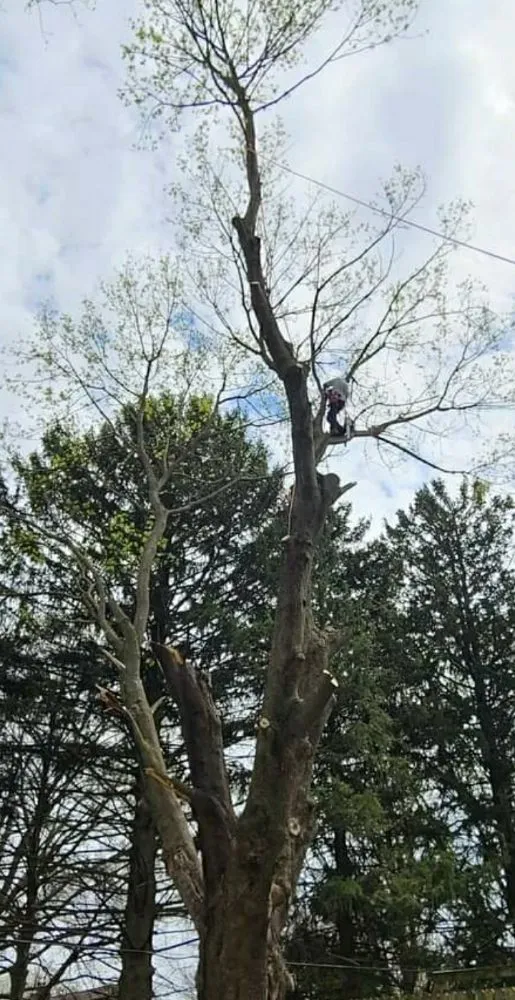 Top-rated lawn care service for homes in Orlando, FL by Arbor Care