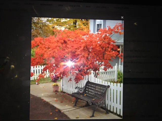 Trusted yard maintenance with custom design across Nebraska City, NE - Arbor Day Foundation