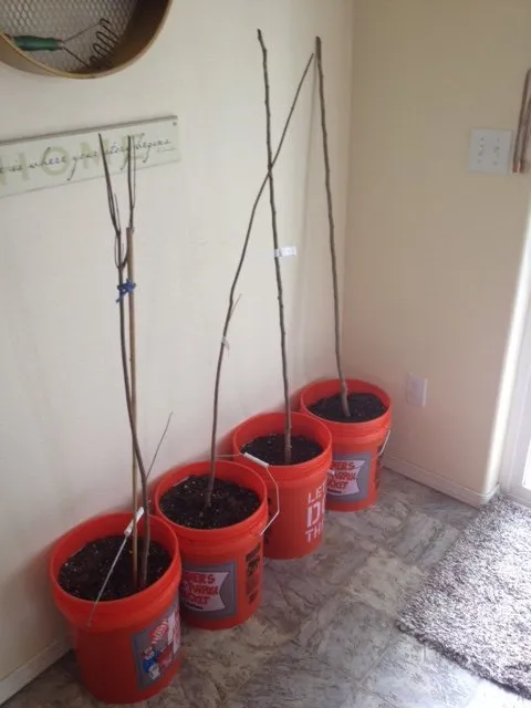 Affordable landscaping services for outdoor upgrades in Nebraska City, NE by Arbor Day Foundation